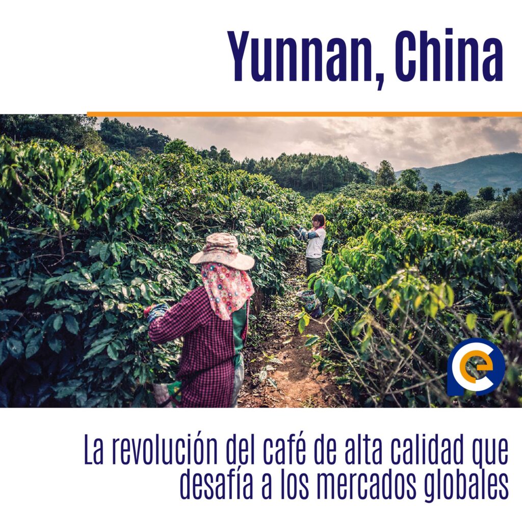 Yunnan, China: La revolución del café de alta calidad que desafía a los mercados globales