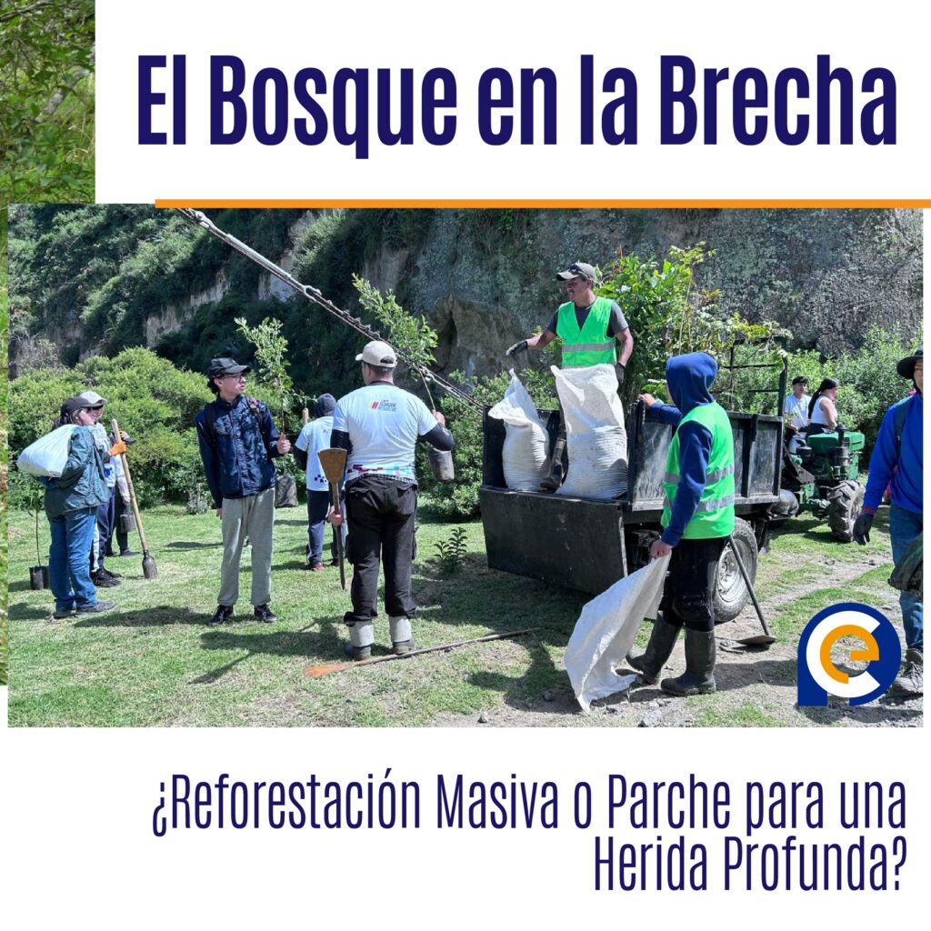 El Bosque en la Brecha: ¿Reforestación Masiva o Parche para una Herida Profunda?