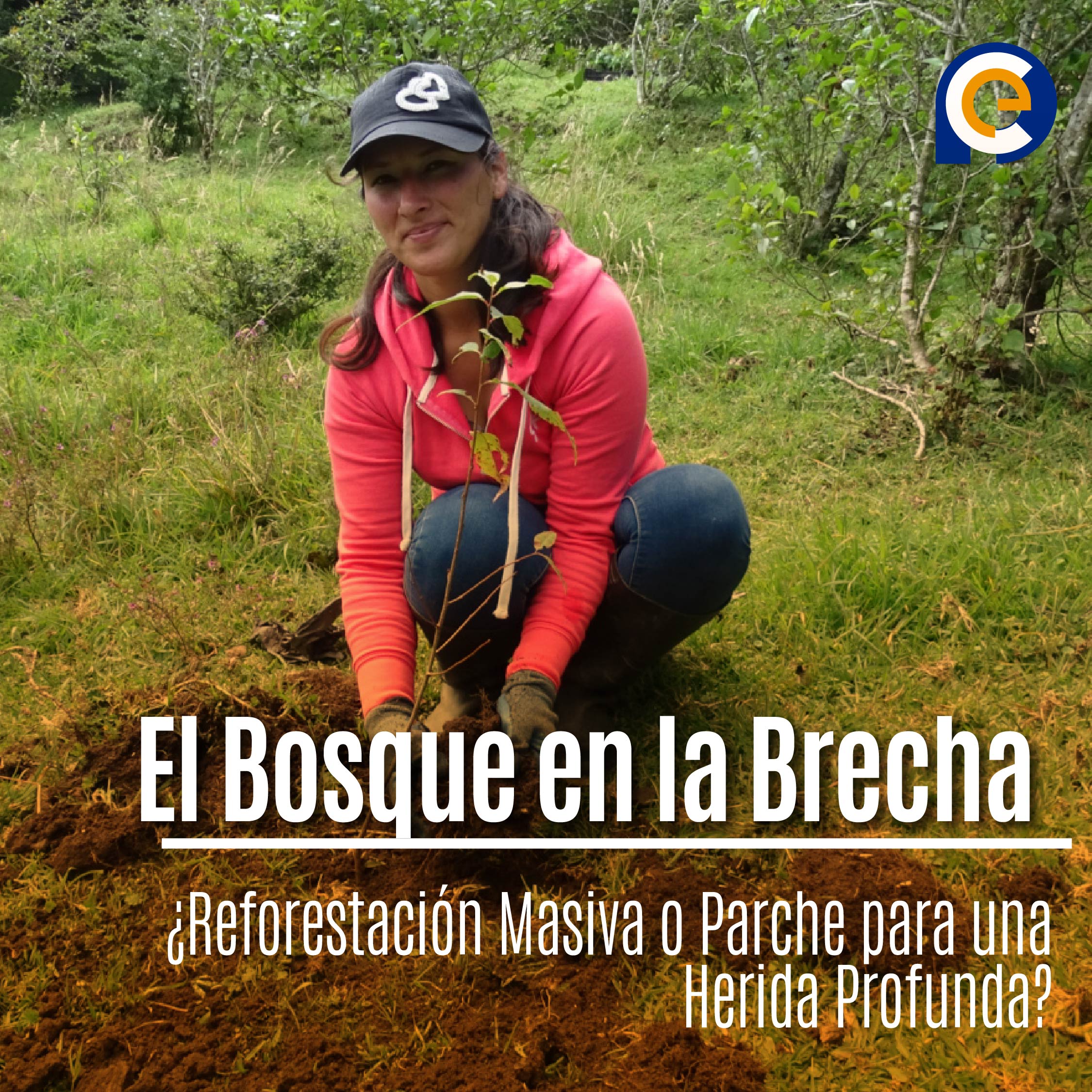 El Bosque en la Brecha: ¿Reforestación Masiva o Parche para una Herida Profunda?