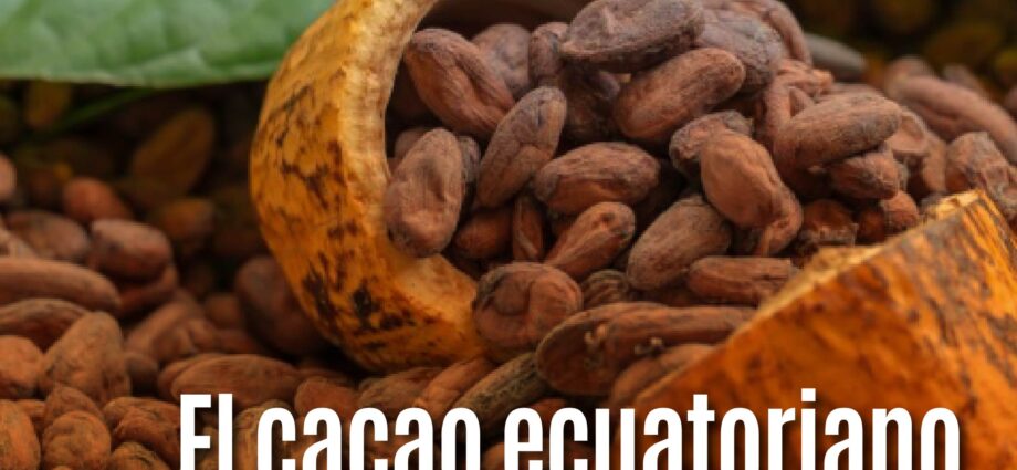 El cacao ecuatoriano supera al banano y se acerca al camarón: ¿El nuevo rey de las exportaciones?