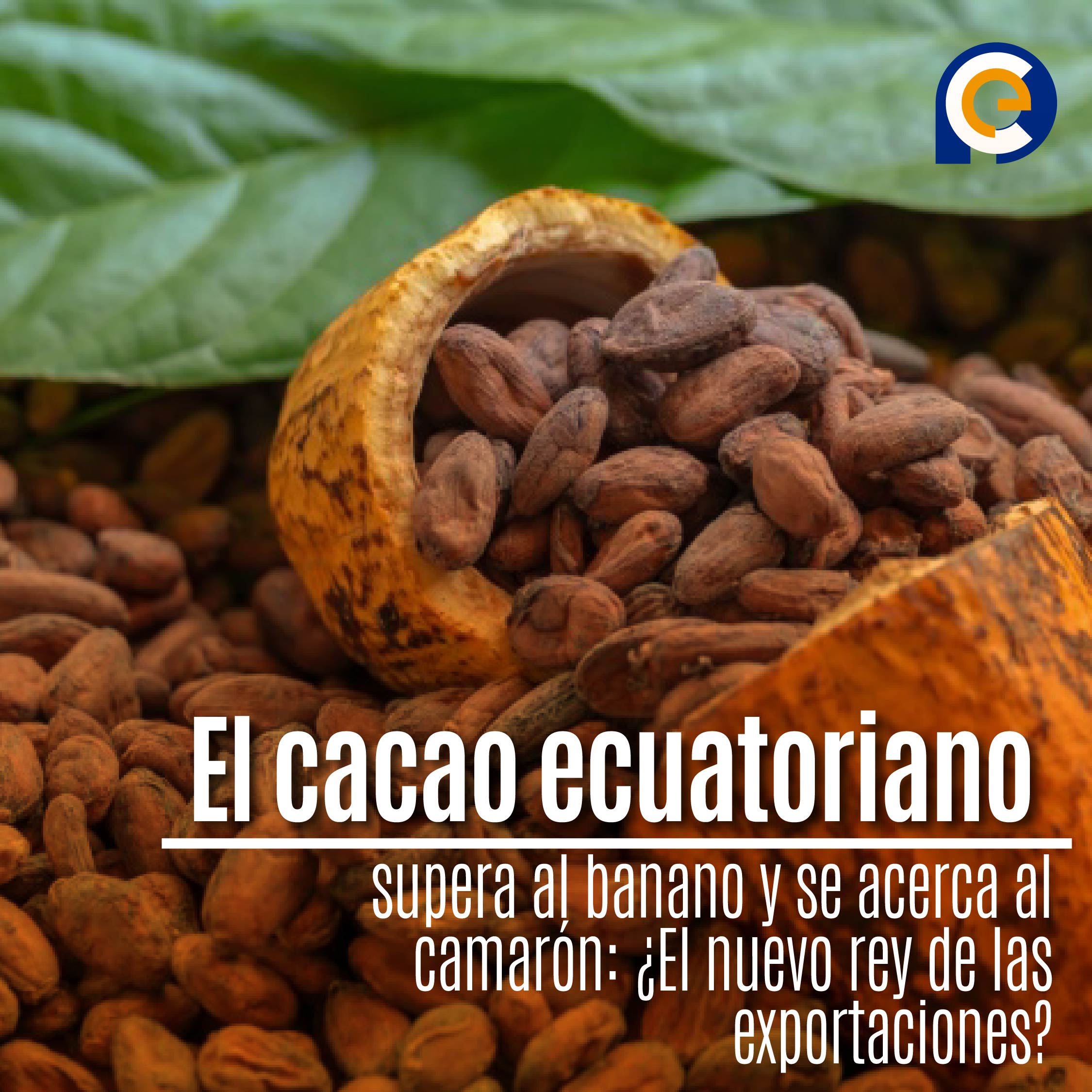 El cacao ecuatoriano supera al banano y se acerca al camarón: ¿El nuevo rey de las exportaciones?