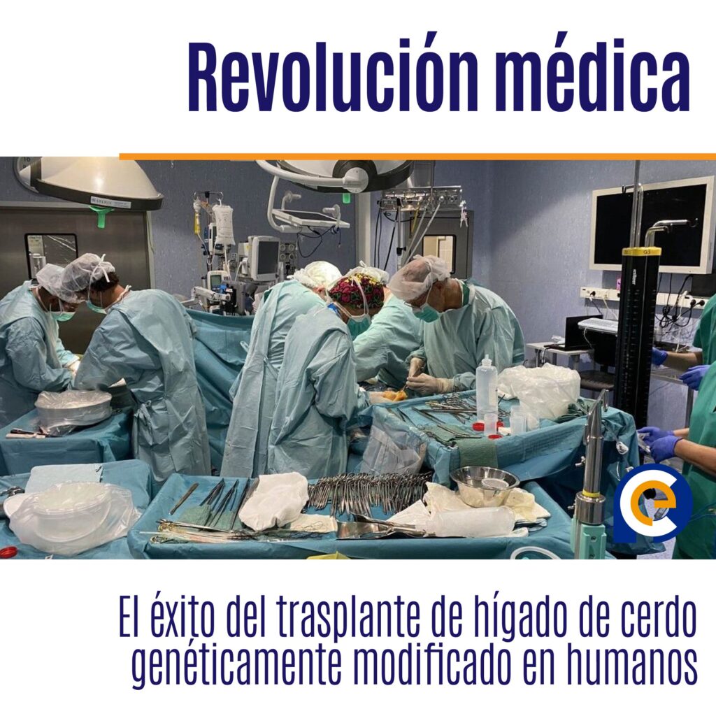 Revolución médica: el éxito del trasplante de hígado de cerdo genéticamente modificado en humanos