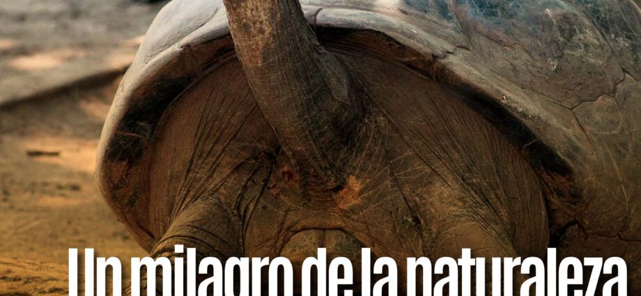 Un milagro de la naturaleza: Tortuga gigante de Galápagos realiza oviposición a los 97 años