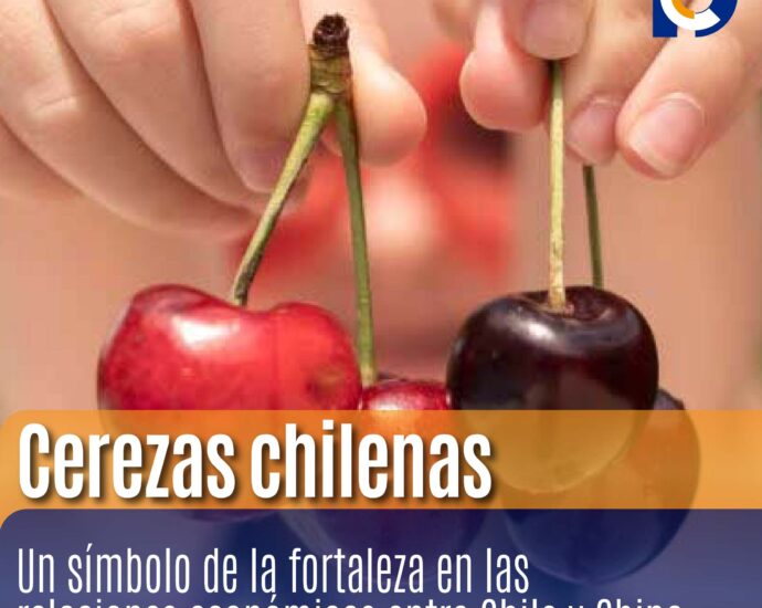 Cerezas chilenas: Un símbolo de la fortaleza en las relaciones económicas entre Chile y China