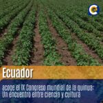 Ecuador acoge el IX Congreso mundial de la quinua: Un encuentro entre ciencia y cultura