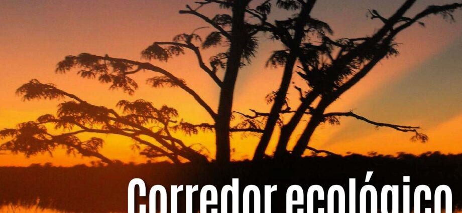 Ecuador lanza el corredor ecológico Cuyabeno-Yasuní para proteger la Amazonía