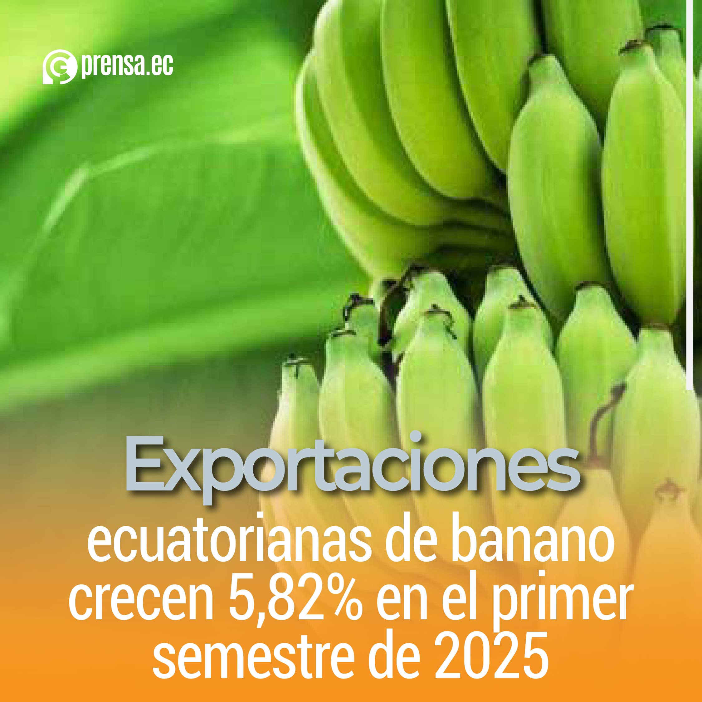 Exportaciones ecuatorianas de banano crecen 5,82% en el primer semestre de 2025