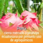 Perú cierra mercado a pitahaya ecuatoriana por presunto uso de agroquímicos