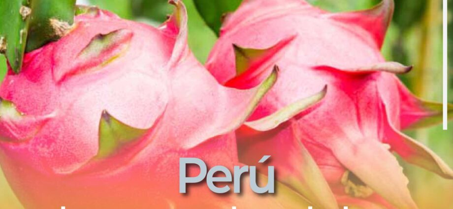 Perú cierra mercado a pitahaya ecuatoriana por presunto uso de agroquímicos