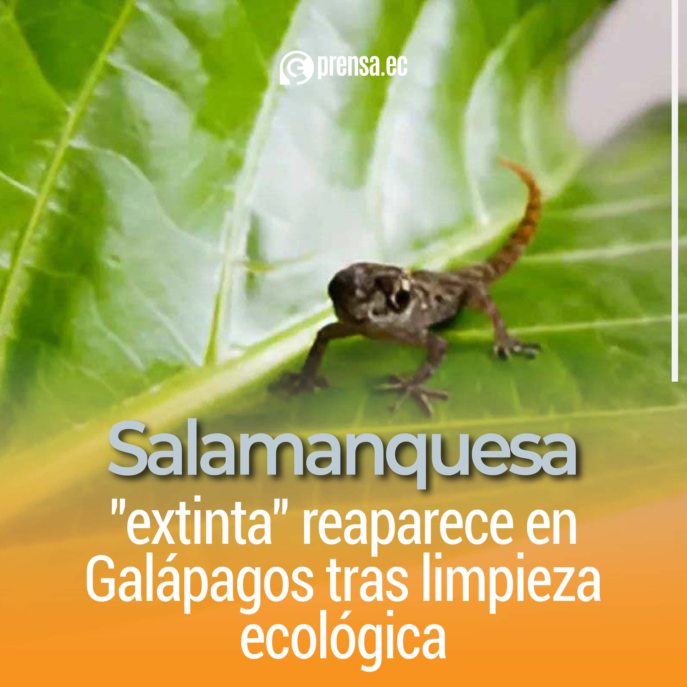 Salamanquesa "extinta" reaparece en Galápagos tras limpieza ecológica