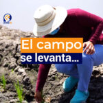 Gobierno compra arroz en cáscara para apoyar a pequeños productores