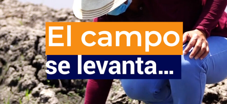 Gobierno compra arroz en cáscara para apoyar a pequeños productores