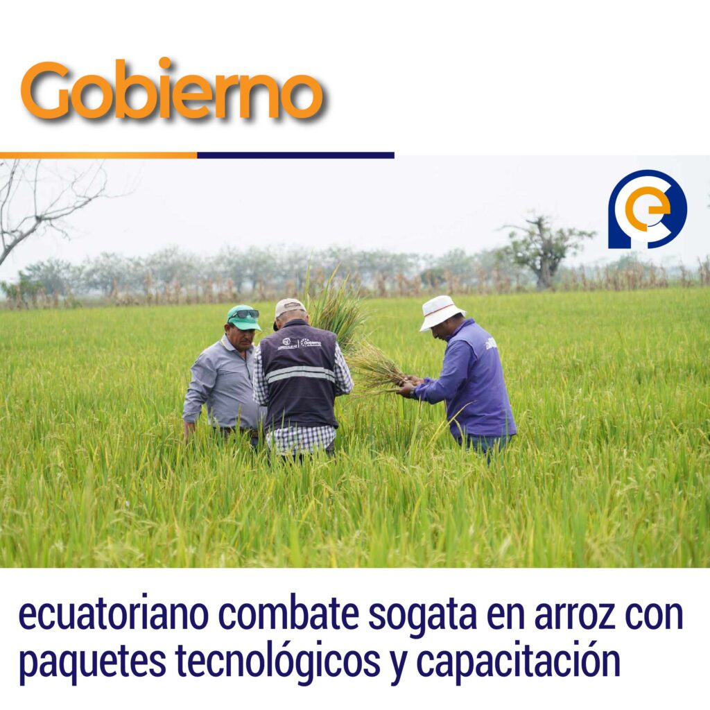 Gobierno ecuatoriano combate sogata en arroz con paquetes tecnológicos y capacitación