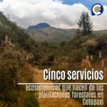 Cinco servicios ecosistémicos que nacen de las plantaciones forestales en Cotopaxi 