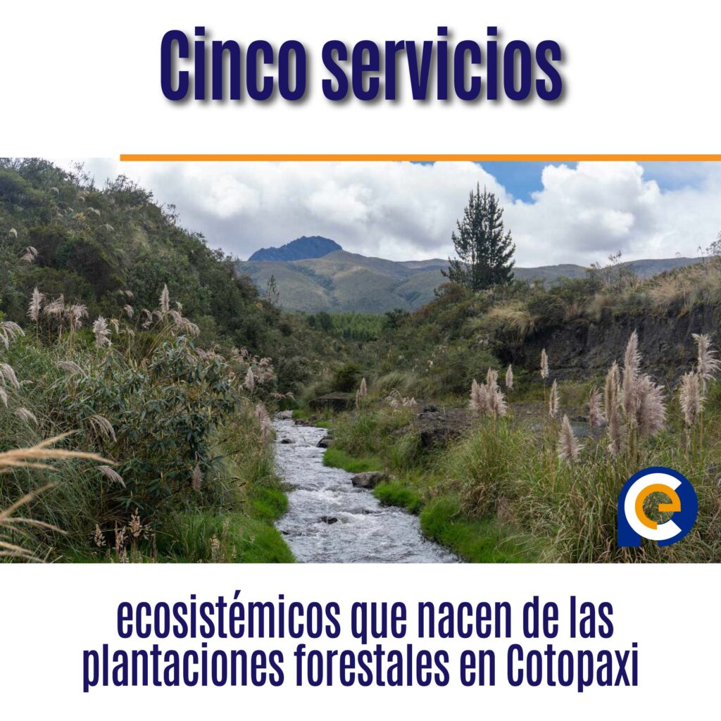 Cinco servicios ecosistémicos que nacen de las plantaciones forestales en Cotopaxi 