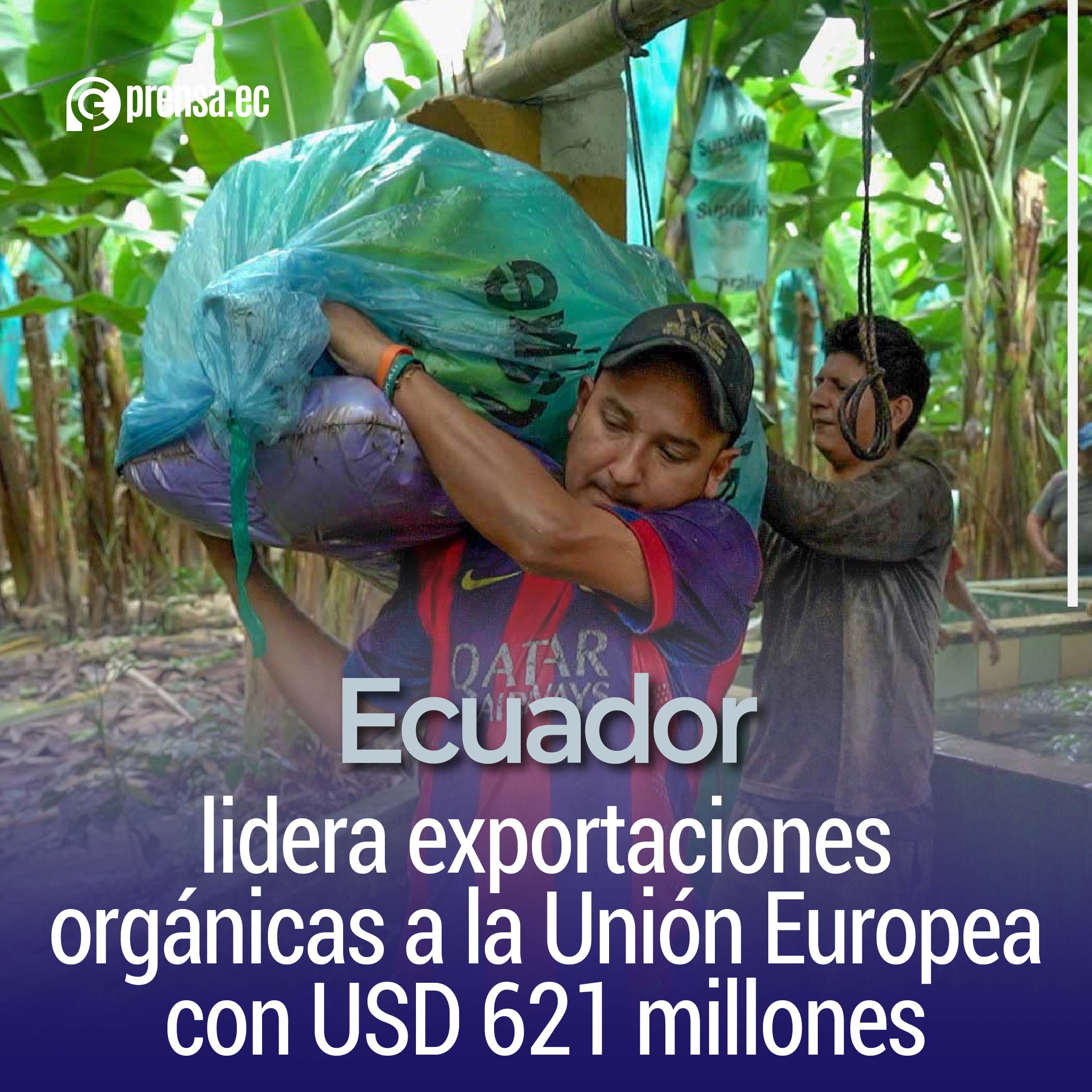 Ecuador lidera exportaciones orgánicas a la Unión Europea con USD 621 millones