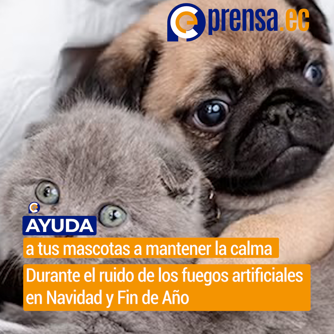 durante el ruido de los fuegos artificiales en Navidad y Fin de Año