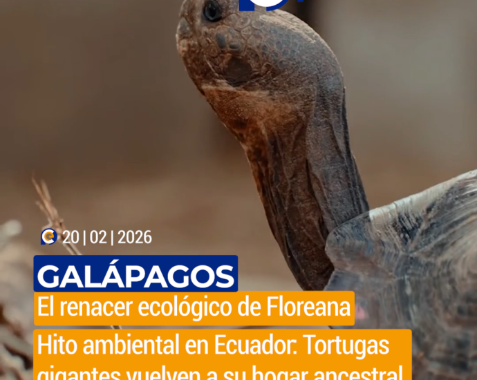 Tortugas gigantes regresan a Floreana tras 180 años de ausencia